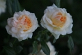 Rosa - Garden Of Roses - 01